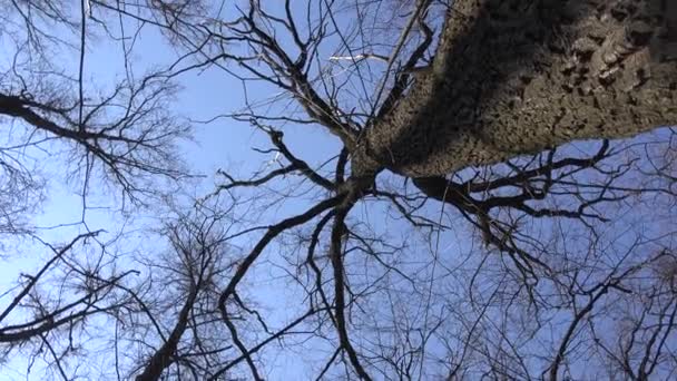 Hoge beeldhoek van reusachtige bomen. Blauwe hemel — Stockvideo
