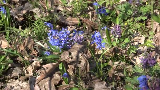 Blue Colorful Snowdrop in Early Spring Forest — Stock Video
