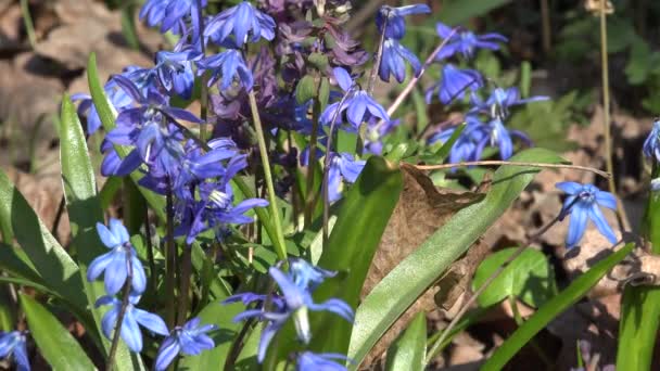 Snowdrop Biru Berwarna di Awal Musim Semi Hutan — Stok Video