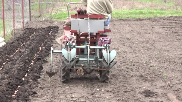 Erkekler Traktor sürücü. Patates tohum — Stok video