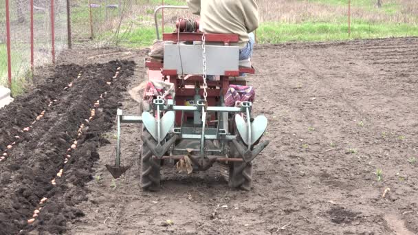 Mężczyzn jazdy Traktor. Posiew z ziemniaków — Wideo stockowe