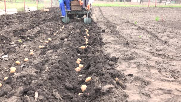 Gemotoriseerd zaaien proces. Dropping van aardappel — Stockvideo