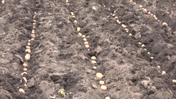 Panorama över seedning potatis. Traktor — Stockvideo