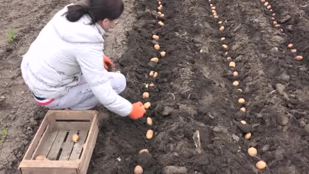 Vrouwen zaad aardappel vroeg voorjaar tijd — Stockvideo