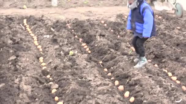 Meisje met moeder zaad aardappel — Stockvideo