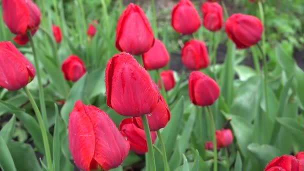 Tulipes suaves após a chuva com gotas mágicas de orvalho — Vídeo de Stock