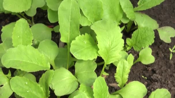 Move through Green Radish Row, Panoraming — Stock Video