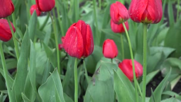 Tulipes suaves após a chuva com gotas mágicas de orvalho — Vídeo de Stock