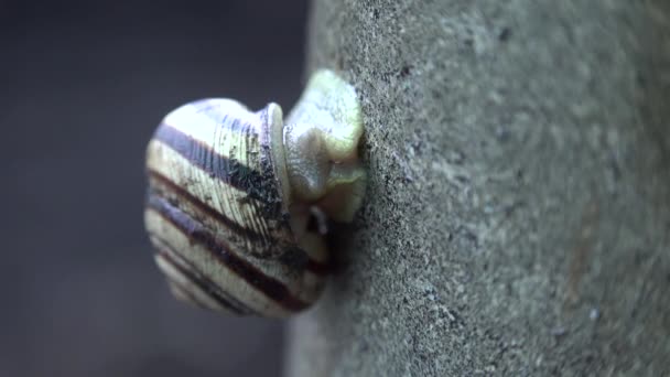 회색 배경에 재미 있는 달팽이의 느린 이동 — 비디오
