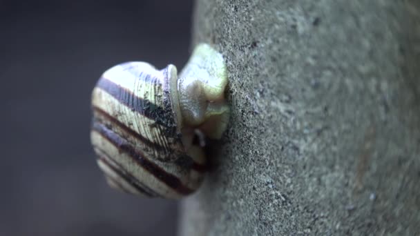 Slow Moving of Funny Snail on the Gray Background — Stock Video © alexKharkov #100857082 Slow Moving of Funny Snail on the Gray Background — Stock Video © alexKharkov #100857082