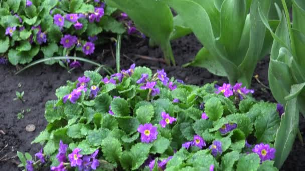 Jemný Tulipes poté, co déšť s magií Kapky rosy — Stock video