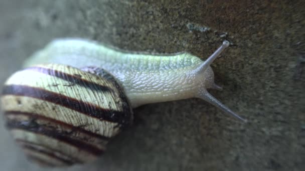 在灰色的背景上的有趣的蜗牛缓慢 — 图库视频影像