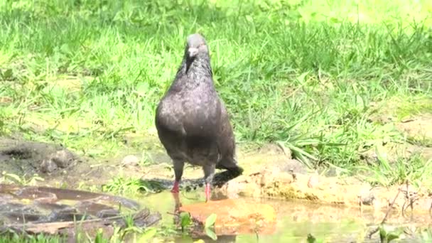 Pigeons Wash in a Puddle of Sewag — Stock Video