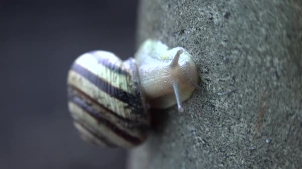 Slow Moving of Funny Snail on the Gray Background — Stock Video ©  alexKharkov #100857082