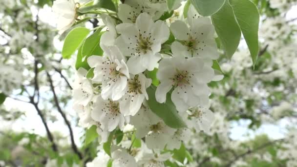 Florece árbol de cerezo con fondo gris cielo. Acercar / alejar — Vídeos de Stock