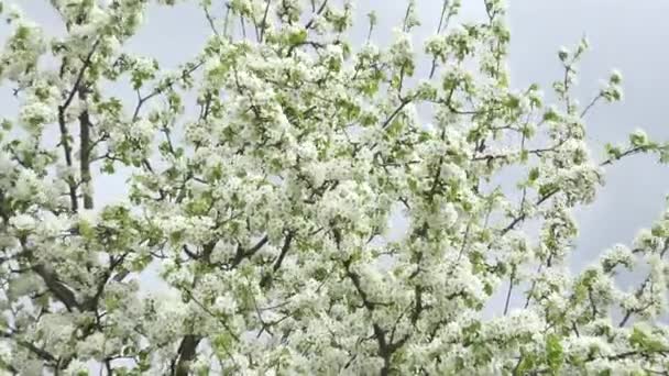 花开与灰色的天空背景的樱桃树。放大/缩小 — 图库视频影像