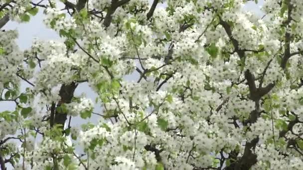 花开与灰色的天空背景的樱桃树 — 图库视频影像