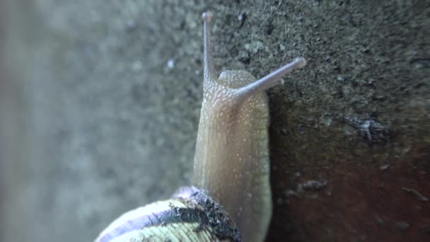 Movimiento lento de caracol gracioso en el fondo gris — Vídeo de stock