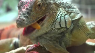 Iguana yakından havuç yemek