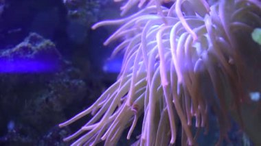 Güzel tropikal yumuşak mercan