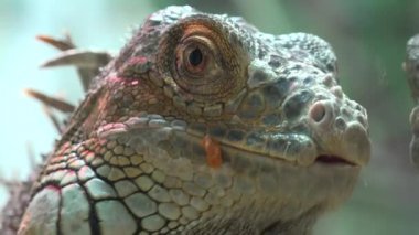 İguana görünümü kapatın