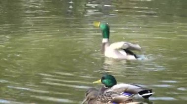 Havuzumda bir gölet üzerinde bir sürü ile ördekler yüzüyor