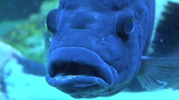 Big Blue Monster Fish en el acuario. Fondo azul — Vídeo de stock