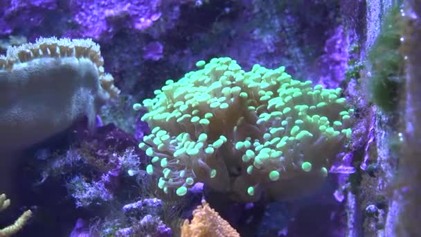Krásné tropické měkké korálový útes — Stock video