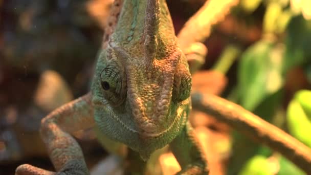 Macro Shot of a Veiled Chameleon's Eyes — Stock Video