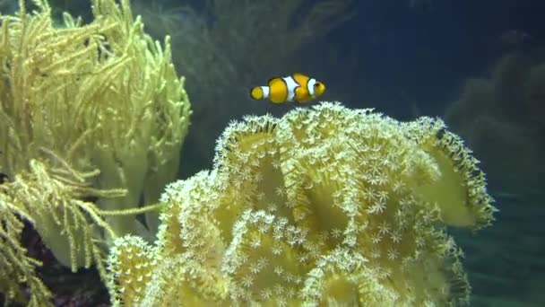 Beautiful Tropical Soft Coral Reef — Stock Video