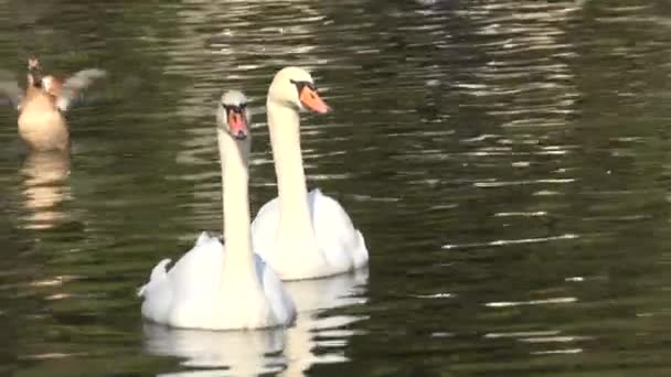 Dolce coppia di cigni bianchi sull'acqua — Video Stock