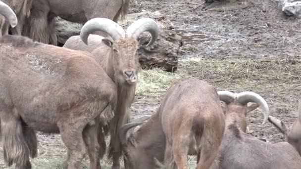 Bighorn Koç ailesi. 4 k Ultrahd, Uhd — Stok video