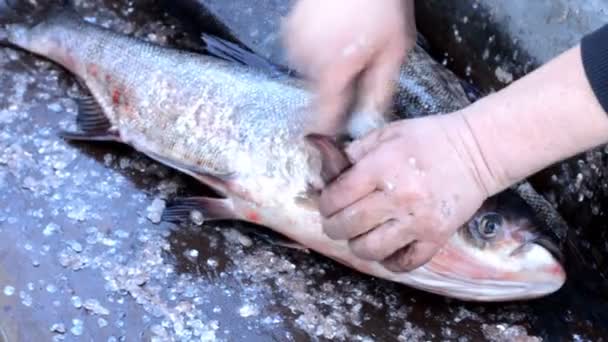 Fischer putzt Fische - große Silberkarpfen. Nahaufnahme — Stockvideo