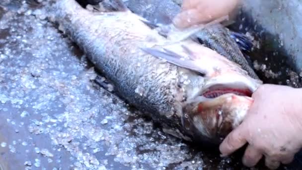 Pêcheur nettoie le poisson - Grande carpe d'argent. Gros plan — Video