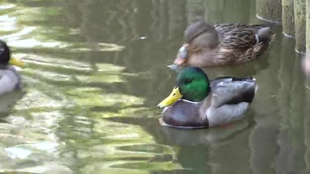 Los patos flotan con una bandada de mallardos en un estanque — Vídeo de stock