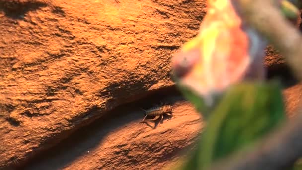 Fermer Iguana Eat Carotte 