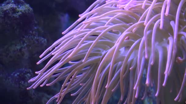 Hermoso arrecife de coral suave tropical — Vídeo de stock