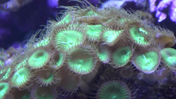 Beautiful Tropical Soft Coral Reef — Stock Video