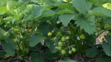 Çilek alan Closeup, motorlu Dolly atış