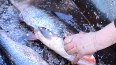 Balıkçı büyük gümüş sazan balık - temizler. Timelapse