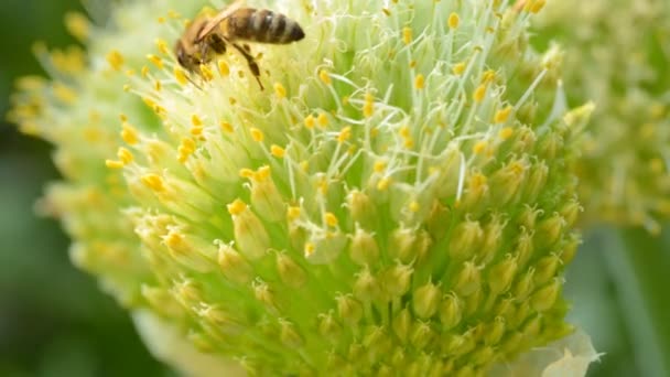 Insectos de abeja en una flor (inflorescencia de cebollas ) — Vídeo de stock
