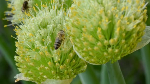 Μέλισσα έντομα σε ένα λουλούδι (ταξιανθία κρεμμύδια) — Αρχείο Βίντεο