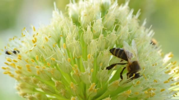 Insectes d'abeilles sur une fleur (inflorescence d'oignons ) — Video