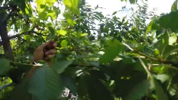 Procedimento de coleta de cereja doce no topo da árvore, raios de sol, câmera lenta — Vídeo de Stock
