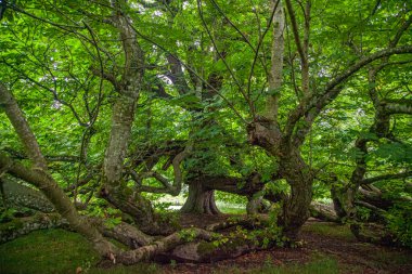 Ormanlık alanda bir ağaç.