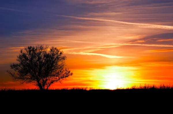 Uma árvore contra o pôr do sol . — Fotografia de Stock