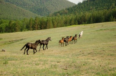 Deniz Baykal, olkhon Adası