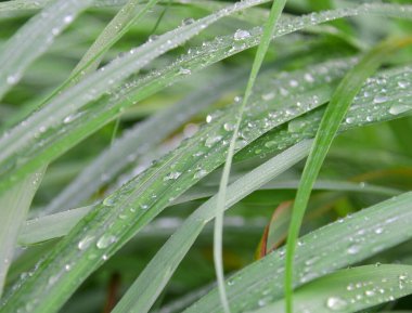 Çiyli taze çimenler kapanıyor.