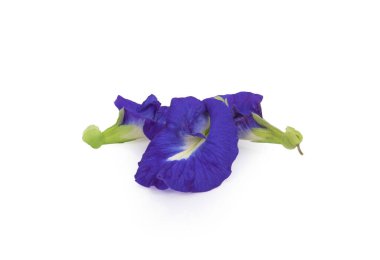 Beyaz arka plan üzerinde izole bezelye çiçekler