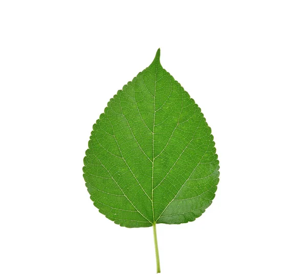 Πράσινο Φύλλο Λευκό Φόντο — Φωτογραφία Αρχείου